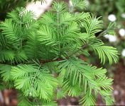 METASEQUOIA GLYPTOSTROBOIDES, vtvika-lto