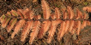 METASEQUOIA GLYPTOSTROBOIDES, vtvika-podzim