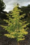 METASEQUOIA GLYPTOSTROBOIDES 'GOLD RUSH'