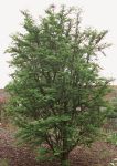 METASEQUOIA GLYPTOSTROBOIDES