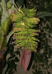 MUSA  PARADISIACA