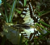 Otakárek fenyklový | Papilio machaon