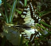 Otakrek fenyklov | Papilio machaon