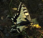 Otakrek fenyklov | Papilio machaon