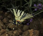 Otakrek ovocn | Iphiclides podalirius