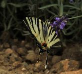 Otakrek ovocn | Iphiclides podalirius