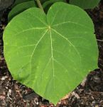 PAULOWNIA TOMENTOSA