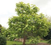 PAULOWNIA TOMENTOSA