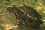 PELOPHYLAX SAHARICUS - SKOKAN SAHARSK