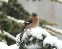 Fringilla coelebs | Pnkava obecn