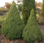 PICEA GLAUCA 'CONICA'