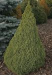 PICEA GLAUCA 'J.W. DAISYS WHITE'