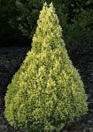 PICEA GLAUCA 'J.W. DAISYS WHITE'