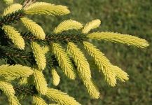 PICEA ORIENTALIS 'AUREOSPICATA'