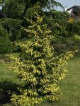 PICEA ORIENTALIS 'AUREOSPICATA'