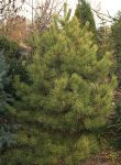 PINUS SYLVESTRIS 'AUREA'