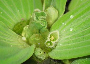 PISTIA STRATIOTES