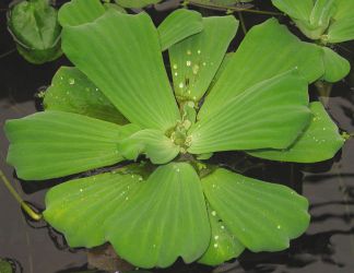 PISTIA STRATIOTES