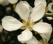 PONCIRUS TRIFOLIATA, květ