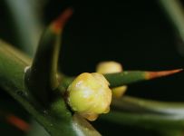 PONCIRUS TRIFOLIATA, květní pupen
