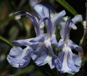 ROSMARINUS OFFICINALIS L