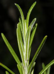 ROSMARINUS OFFICINALIS L