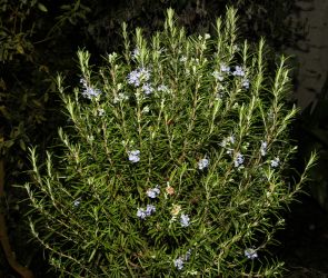 ROSMARINUS OFFICINALIS L