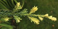 Sequoia sempervirens 'Adpressa'