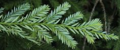 Sequoia sempervirens Kellys Prostrate