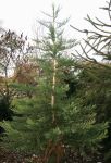 SEQUOIADENDRON GIGANTEUM 'BAJOJEKA'