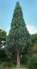 SEQUOIADENDRON GIGANTEUM 'GLAUCUM'