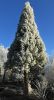 SEQUOIADENDRON GIGANTEUM 'GLAUCUM'