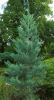 Sequoiadendron giganteum 'Glaucum Compactum'