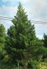 SEQUOIADENDRON GIGANTEUM 'GREENPEACE'