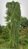 SEQUOIADENDRON GIGANTEUM 'PENDULUM'