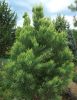 SEQUOIADENDRON GIGANTEUM 'pierie'