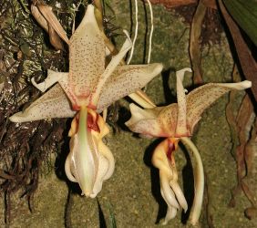 STANHOPEA GRANDIFLORA X