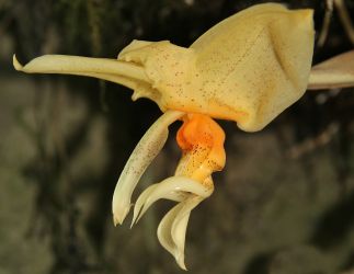 STANHOPEA GRAVEOLENS