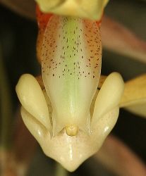 STANHOPEA GRAVEOLENS