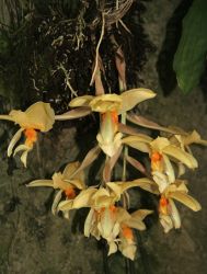 STANHOPEA GRAVEOLENS