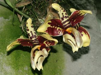 STANHOPEA TIGRINA