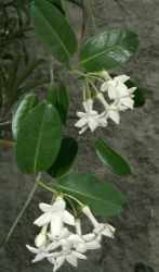 STEPHANOTIS FLORIBUNDA, kvetouc rostlina