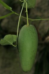 STEPHANOTIS FLORIBUNDA, nezral plod