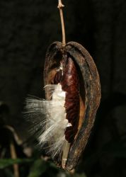 STEPHANOTIS FLORIBUNDA, zral plod