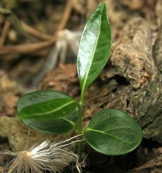 STEPHANOTIS FLORIBUNDA, mladá rostlina s děložními lístky