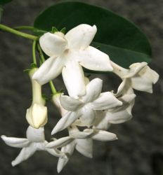 STEPHANOTIS FLORIBUNDA