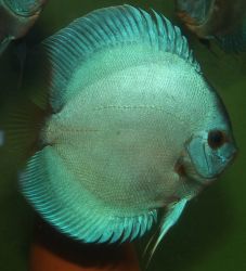 SYMPHYSODON AEQUIFASCIATUS 'BLUE DIAMOND'