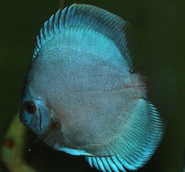 SYMPHYSODON AEQUIFASCIATUS 'BLUE DIAMOND'