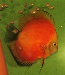 SYMPHYSODON AEQUIFASCIATUS 'MARLBORO RED'