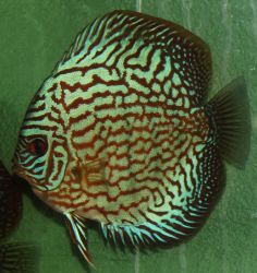 SYMPHYSODON AEQUIFASCIATUS 'RED TURQUIS'